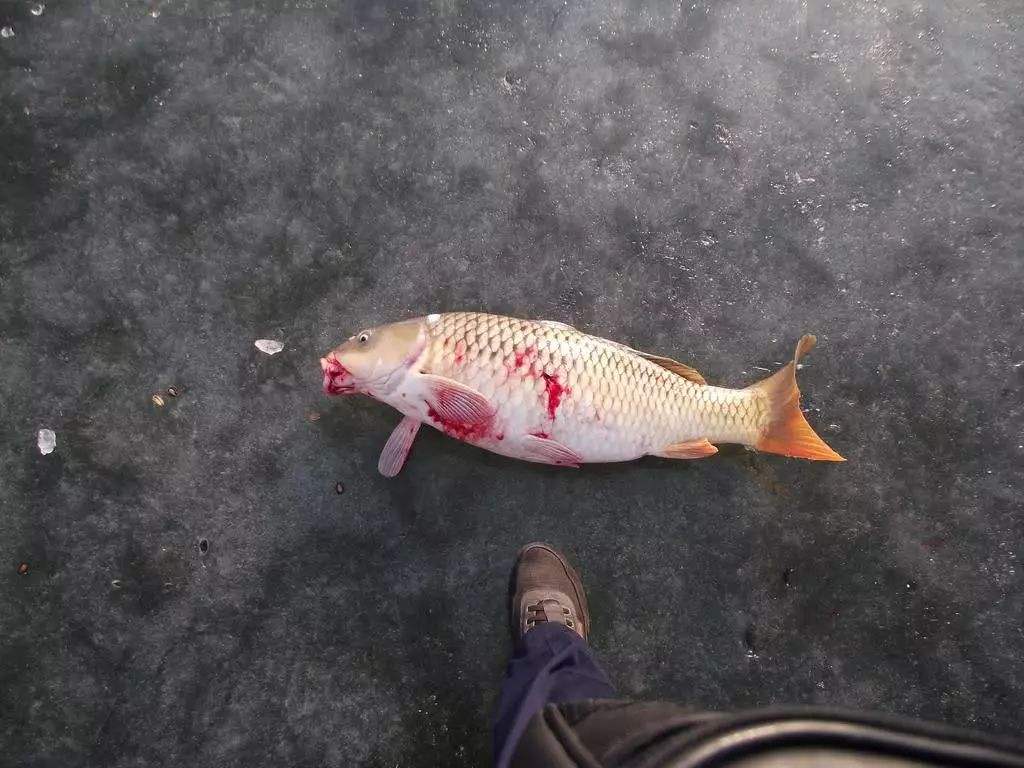 科技改变生活还可以改变钓鱼,可视锚鱼什么时候开始变成违法的