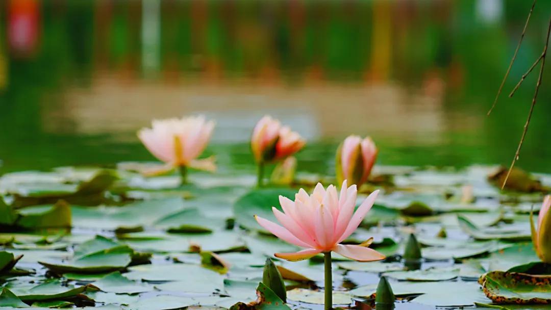 睡莲清心寡欲图片,睡莲夏日清欢
