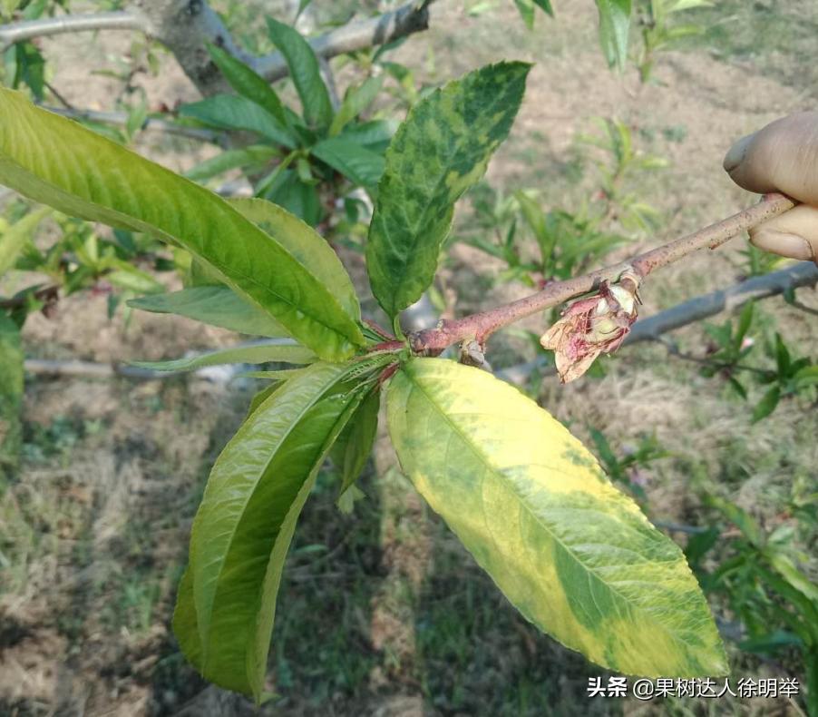 桃树刚出叶就黄是什么原因,桃树刚出的嫩叶有黄斑是什么病
