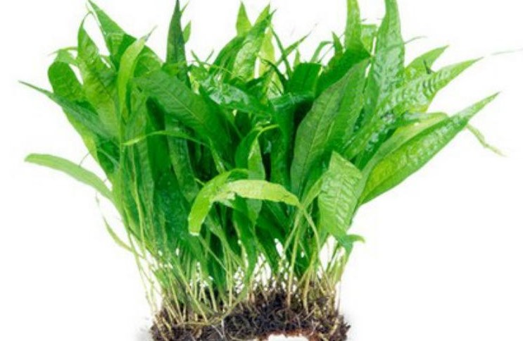 怎么让鱼缸大量爆绿藻而不是褐藻,鱼缸褐藻彻底清除的有效方法