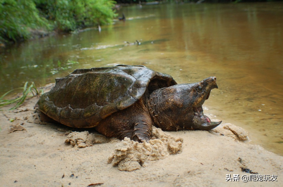 鳄龟为什么会被人围殴,鳄龟为什么会咬人