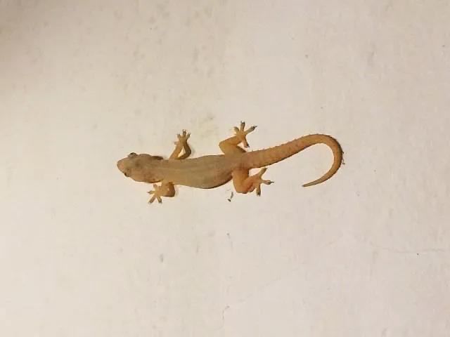 壁虎救壁虎,壁虎和壁虎