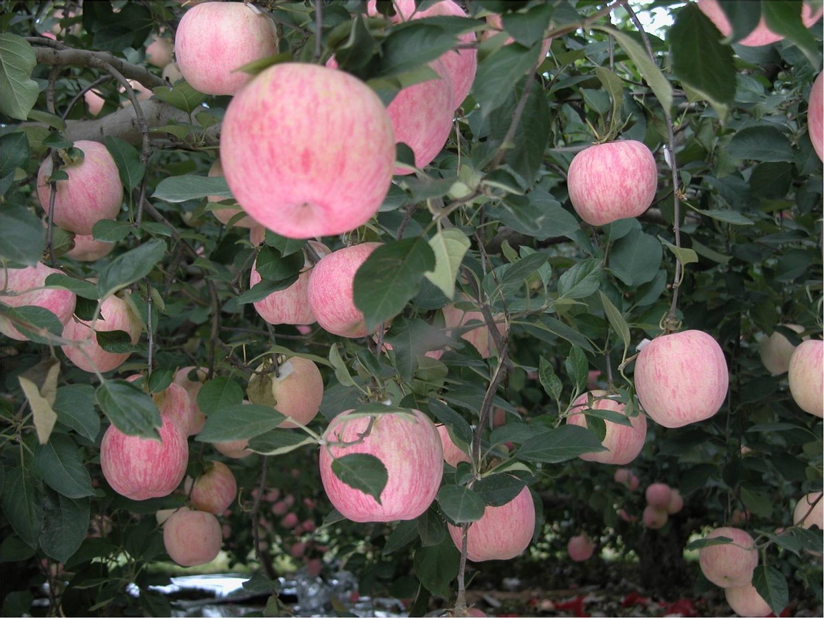 苹果轮纹病的防治时间,苹果轮纹病害治疗