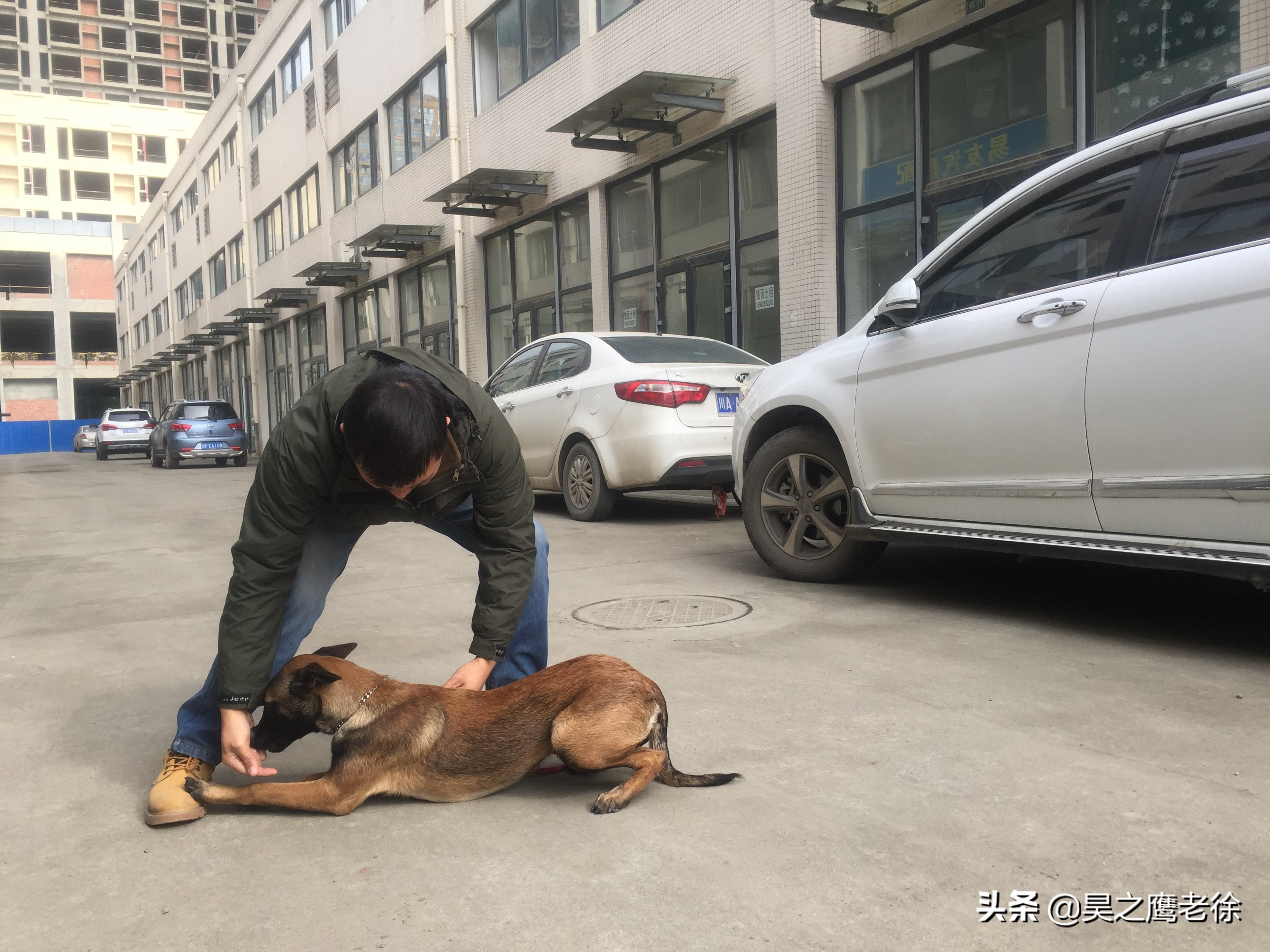 马犬怎么训练坐和卧,如何训练马犬坐卧口令