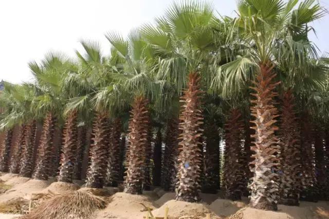 海南珍贵树木有哪些图片,海南花草树木名称大全