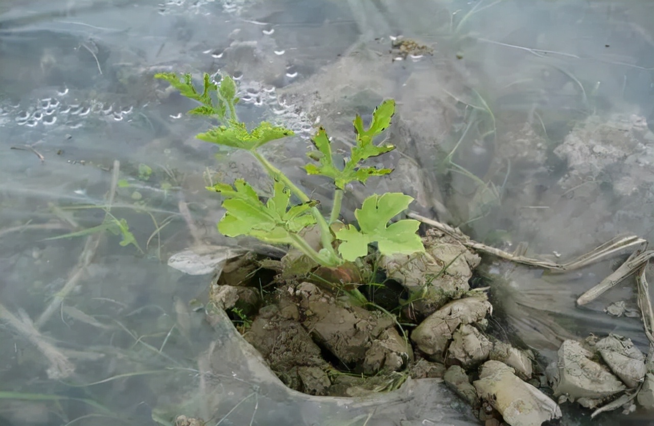 西瓜僵苗弱苗如何快速恢复,西瓜僵果原因