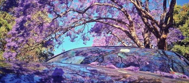 嘘！我要去澳洲了，不如一起吧