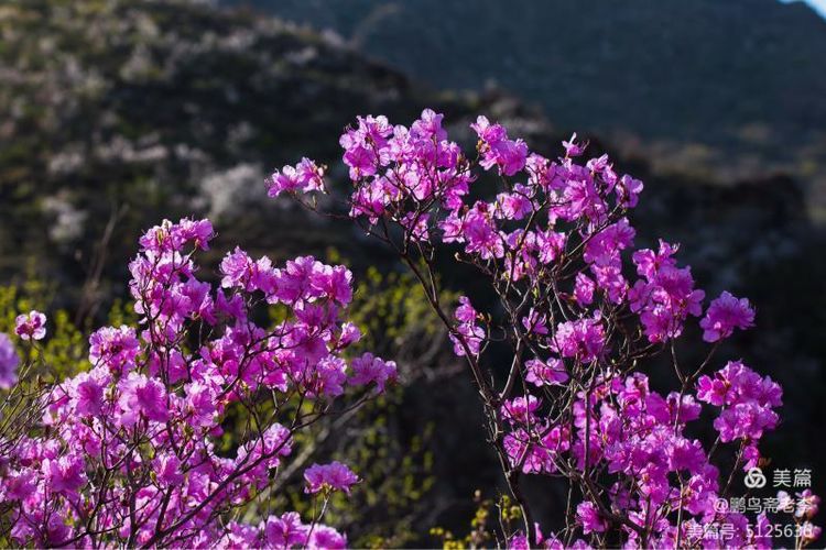 赤峰日报蒙古文,赤峰日报2005