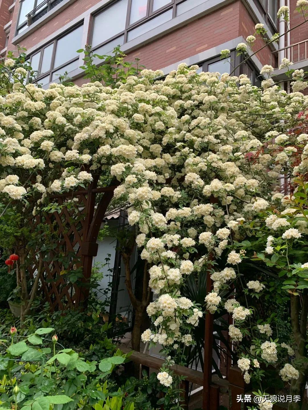 月季春季第一波花要不要剪,月季春季第一波花开后嫁接