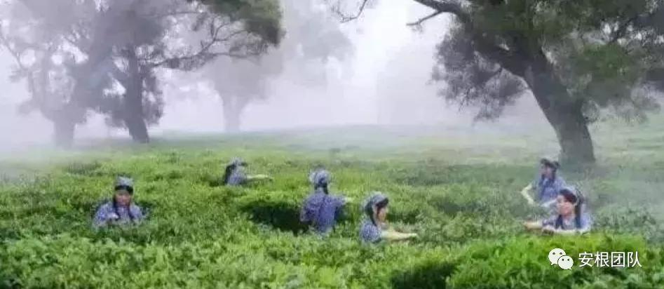 茶农怎么利润最大,茶叶合作社创新思路