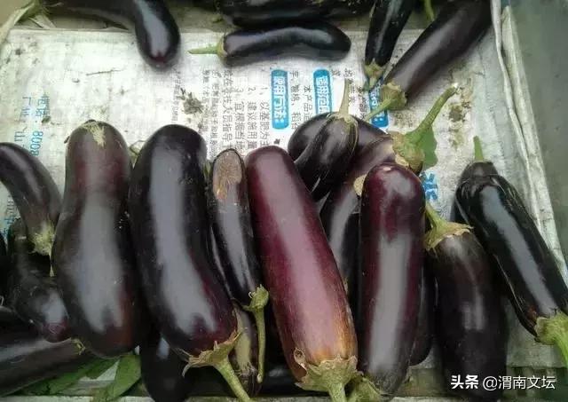 渭南阳郭贺家，我可爱的家乡