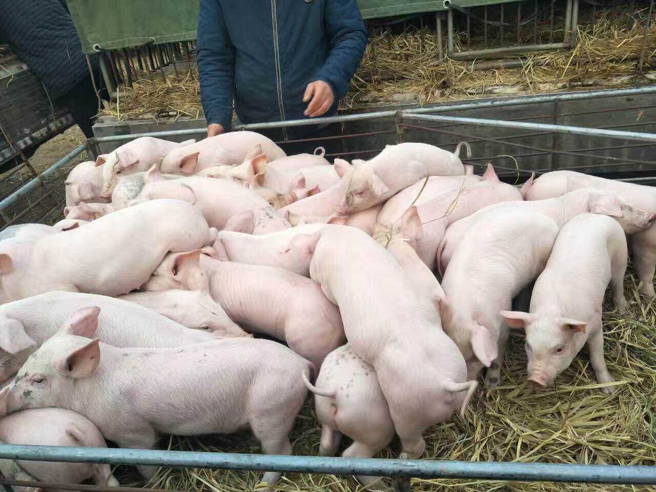 猪周期政策解读,现在养猪还有猪周期吗