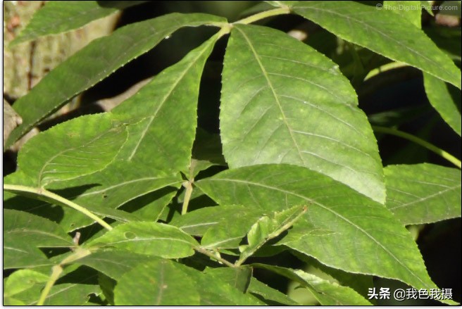 佳能EF600mmf/4LISIIIUSM镜头评测