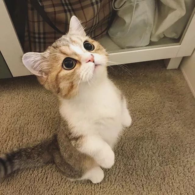 贵族阿比西尼亚猫,神秘的波斯猫