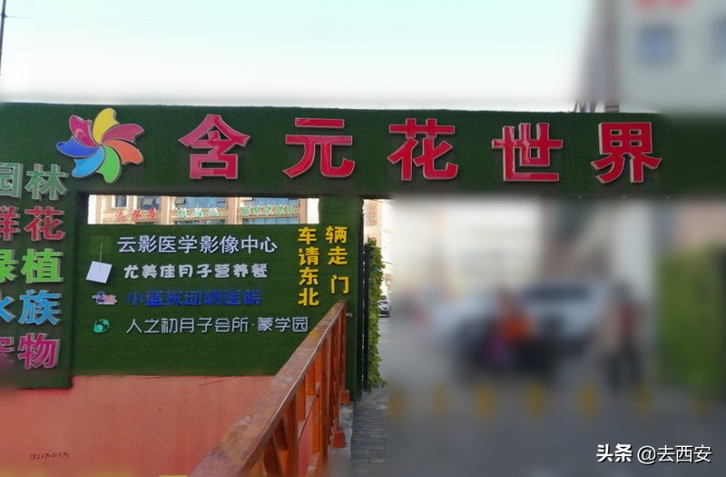 去哪里买多肉植物便宜又好,西安多肉植物哪里买