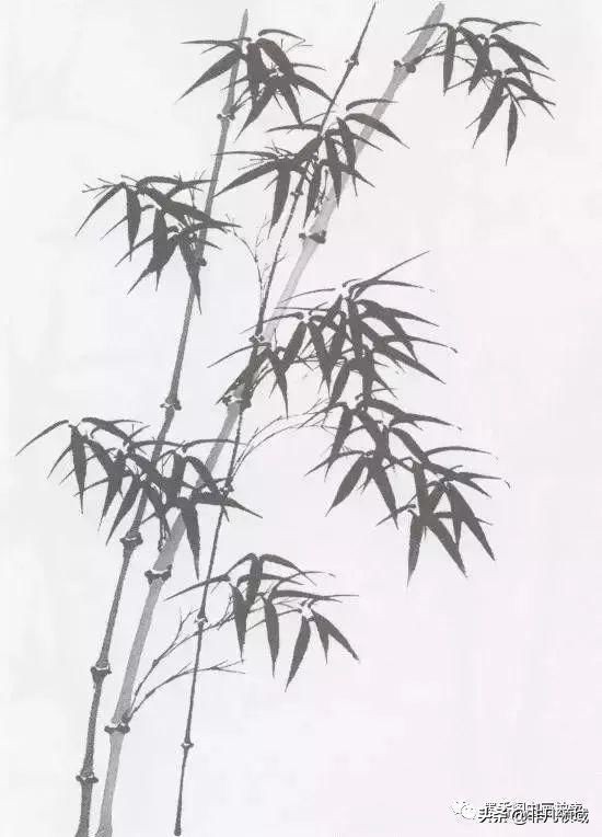 国画教程竹子的写意画法,国画写意竹子画法步骤