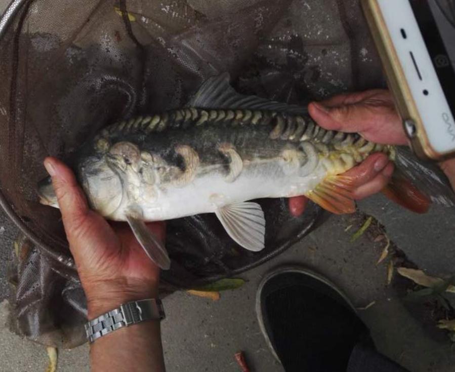 江里钓起“僵尸鱼”，鳞片稀疏已掉光，网友：忍着不死