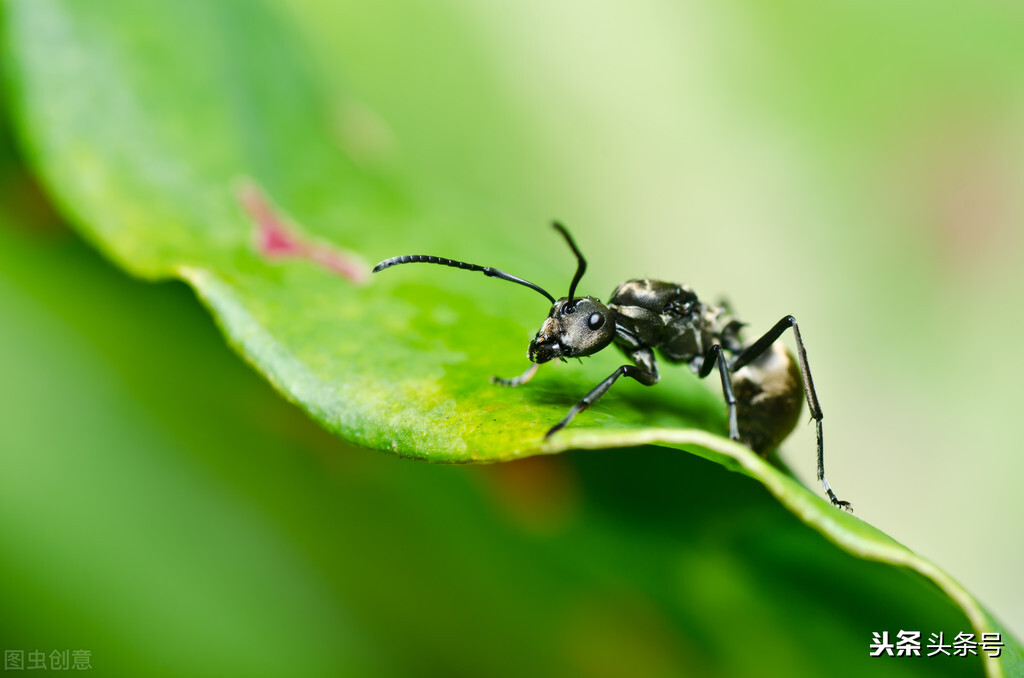 蚂蚁的屁股是酸的,关于蚂蚁你不知道的20件事