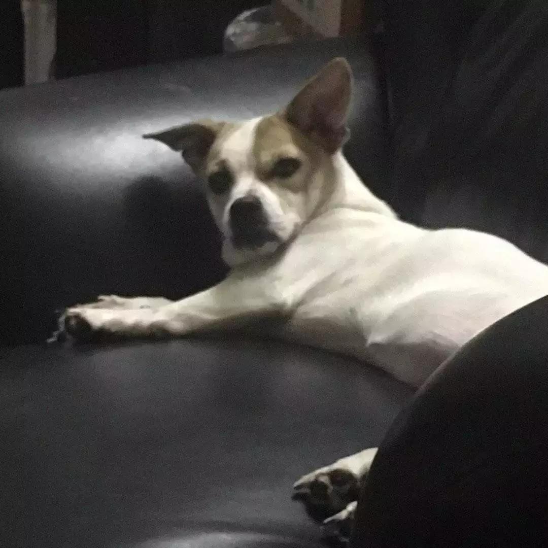 狗狗这么可爱，怎么舍得和它吵架呢？除非忍不住