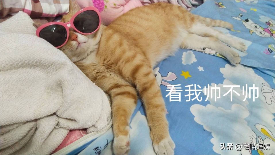 得猫瘟小猫什么都不吃,小猫得了猫瘟一直不死