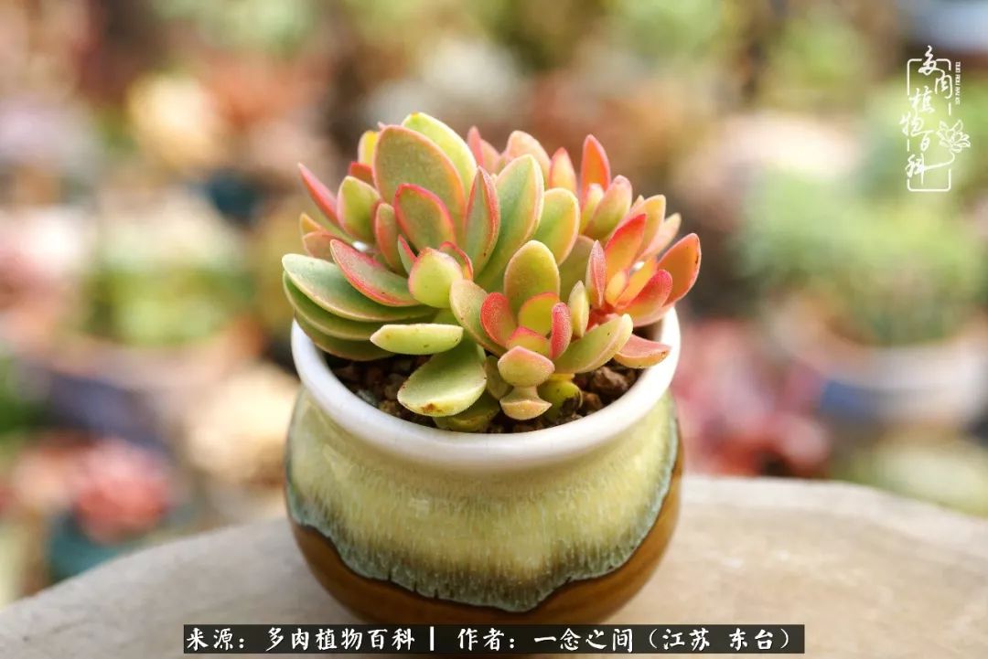 对多肉植物的爱心寄语,赏兰花感言