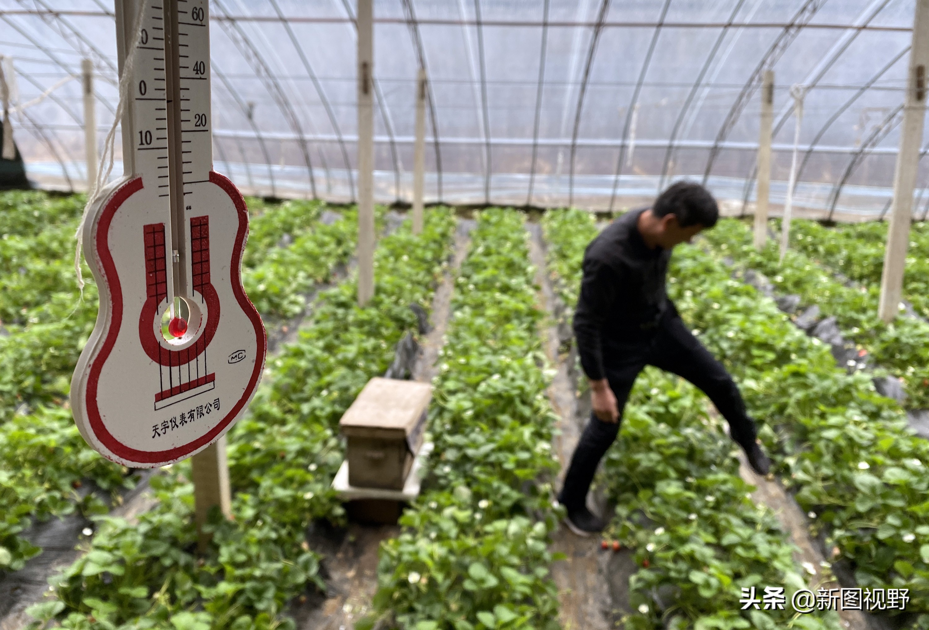 农村大哥种菜一年12万,农村大哥吃西瓜