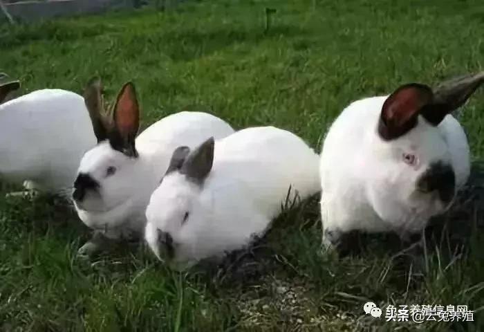 买兔子要注意些什么,买兔子建议