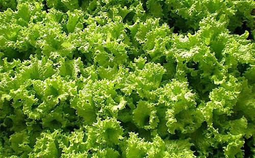 绿油油的青菜,绿油油的菜好美味