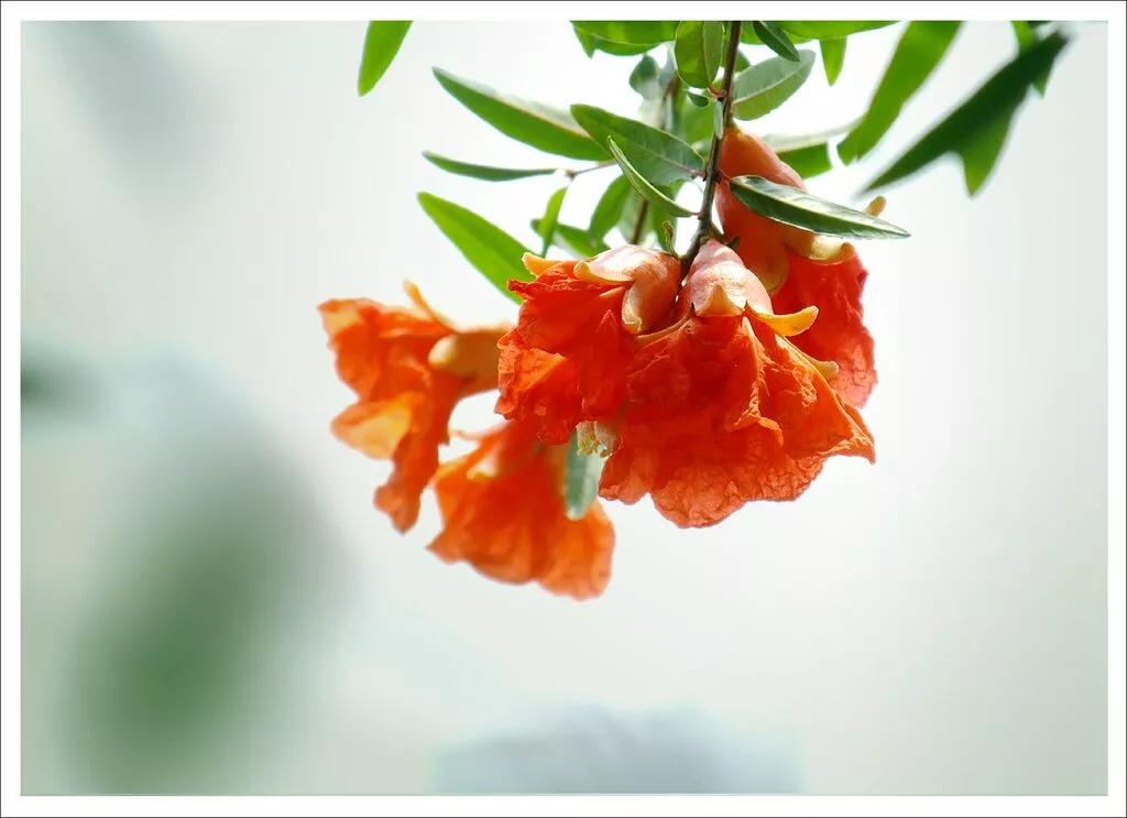 红河蒙自石榴,红河蒙自石榴花开