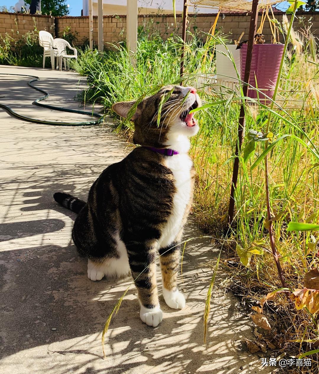 为什么猫咪长大就不亲人了,猫咪求救信号铲屎官一定要注意