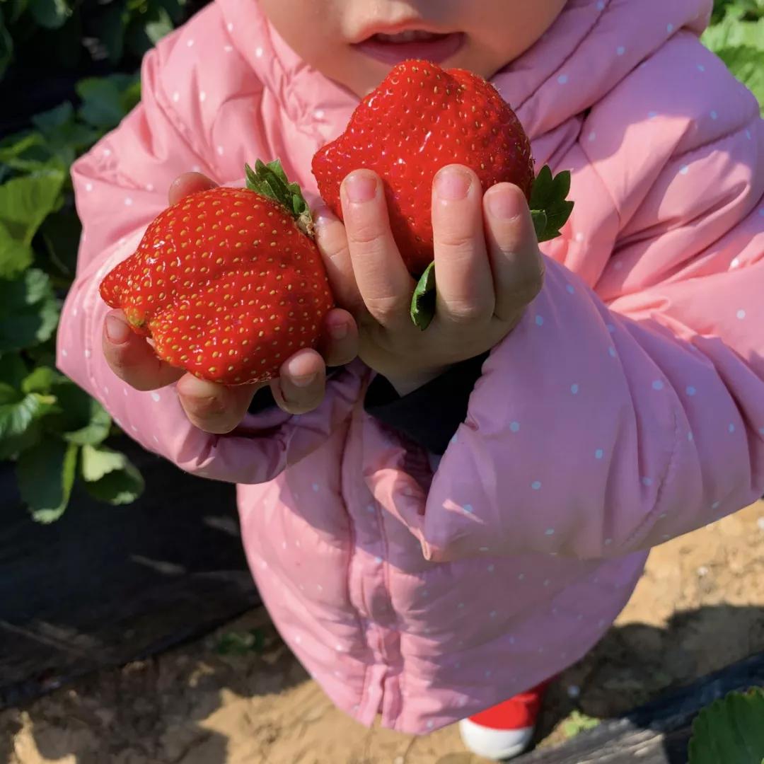 实现草莓自由去草莓园,西樵太平草莓采摘园