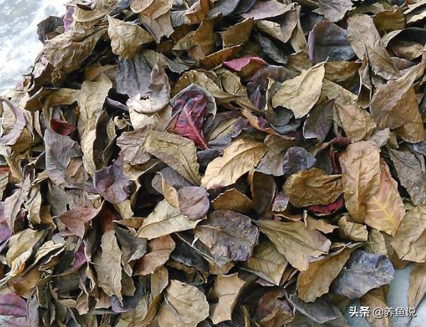 鱼缸养鱼四大神器,养鱼鱼缸水质净化神器