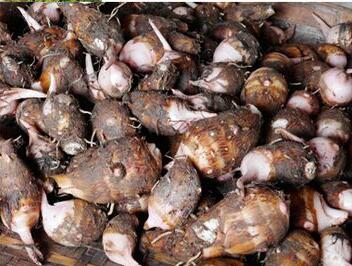 发芽的芋头还可以煮来吃吗,发芽的芋头能吃吗的短视频