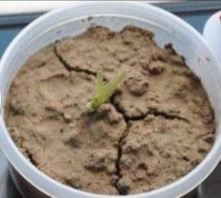 芦荟叶片不饱满是缺水吗,芦荟烂根叶片发黑