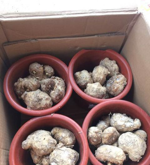 家庭阳台栽培最好的花卉,适合阳台种植的不死苗盆栽