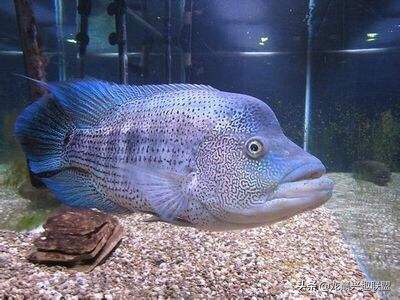 你喜欢彪悍凶猛的观赏鱼吗？选它们就对了