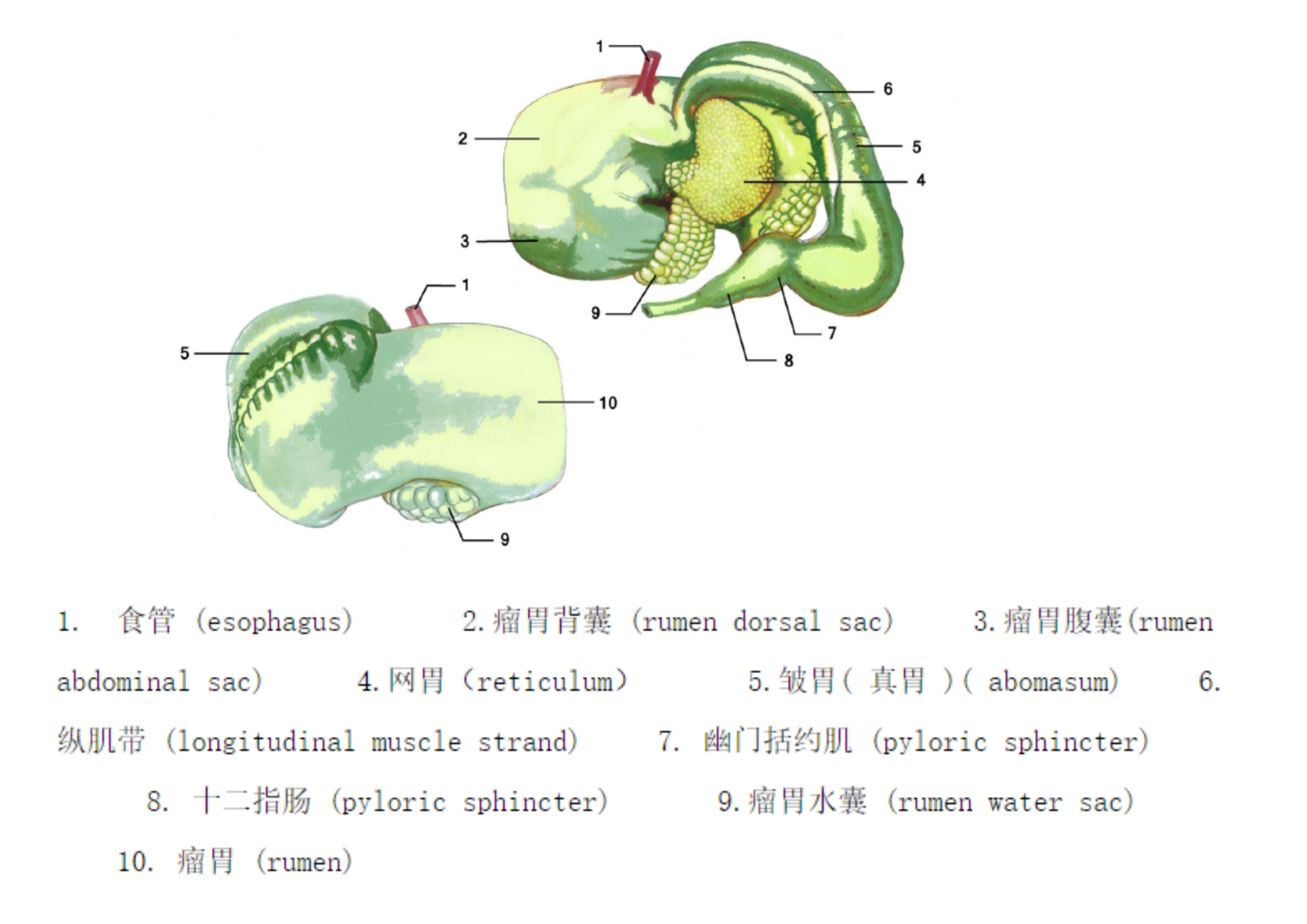 被称为沙漠之舟的骆驼站,被誉为沙漠之舟的骆驼原版