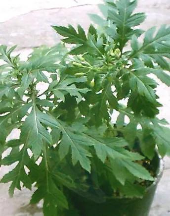 三七专治什么病最好,中药材三七有哪些效果