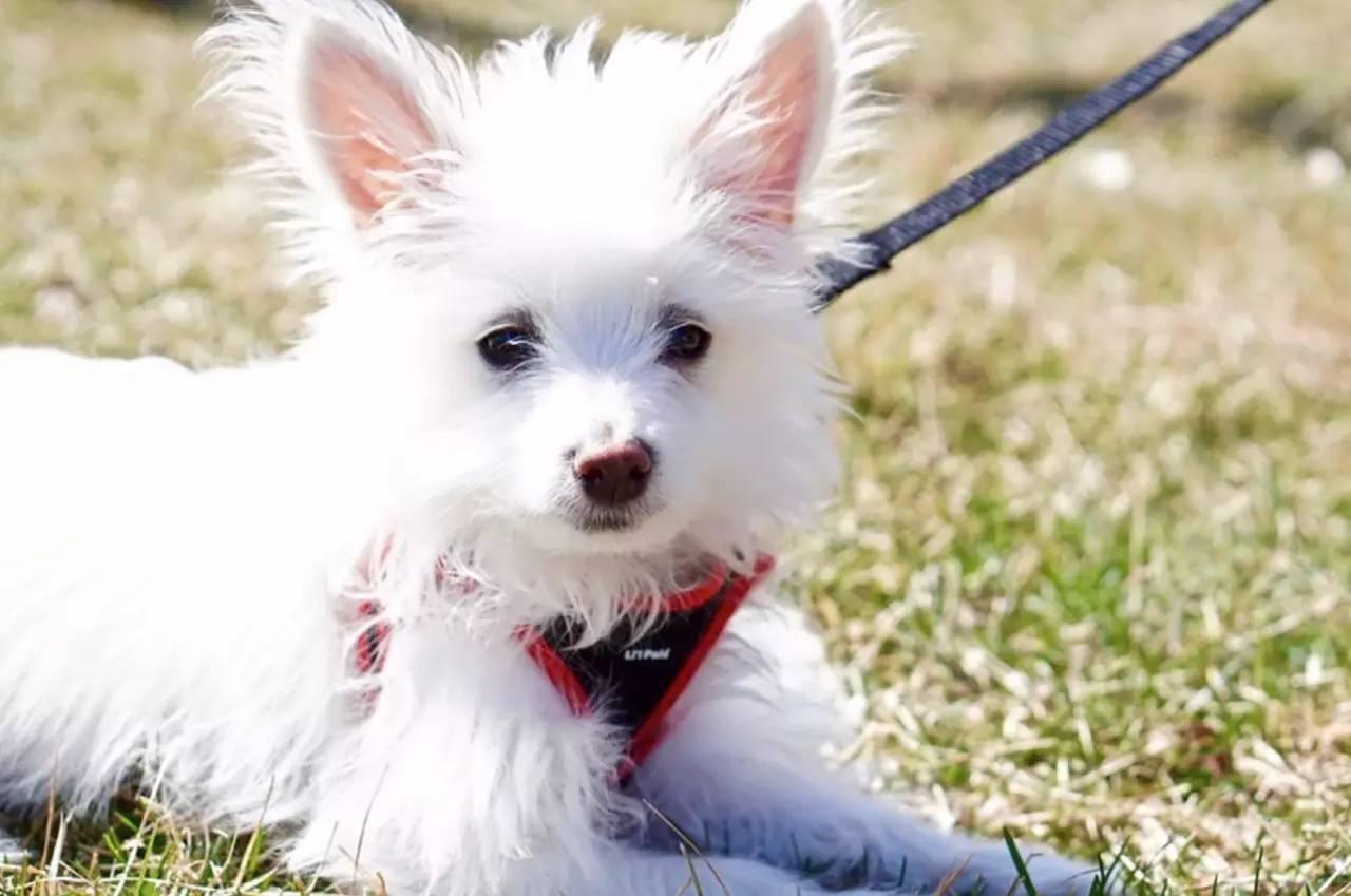 狗狗总是像很热一样喘是怎么回事,狗狗总是喘粗气是怎么回事