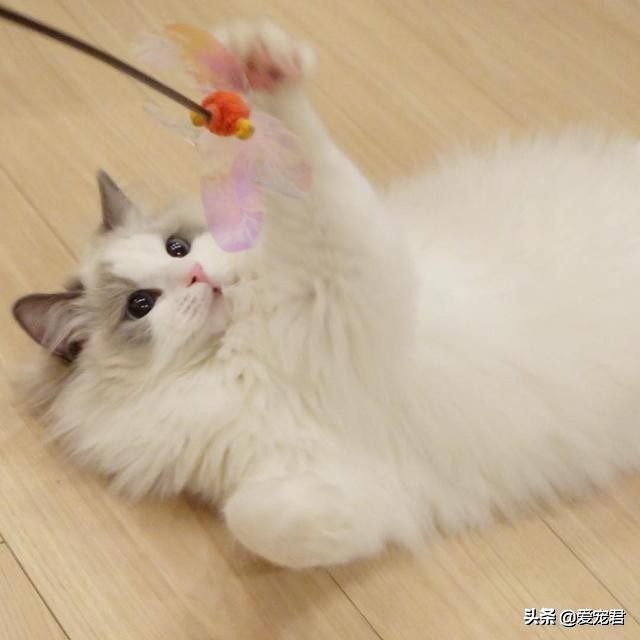 比较忙没有时间陪猫咪,经常上班没空陪猫咪可以吗