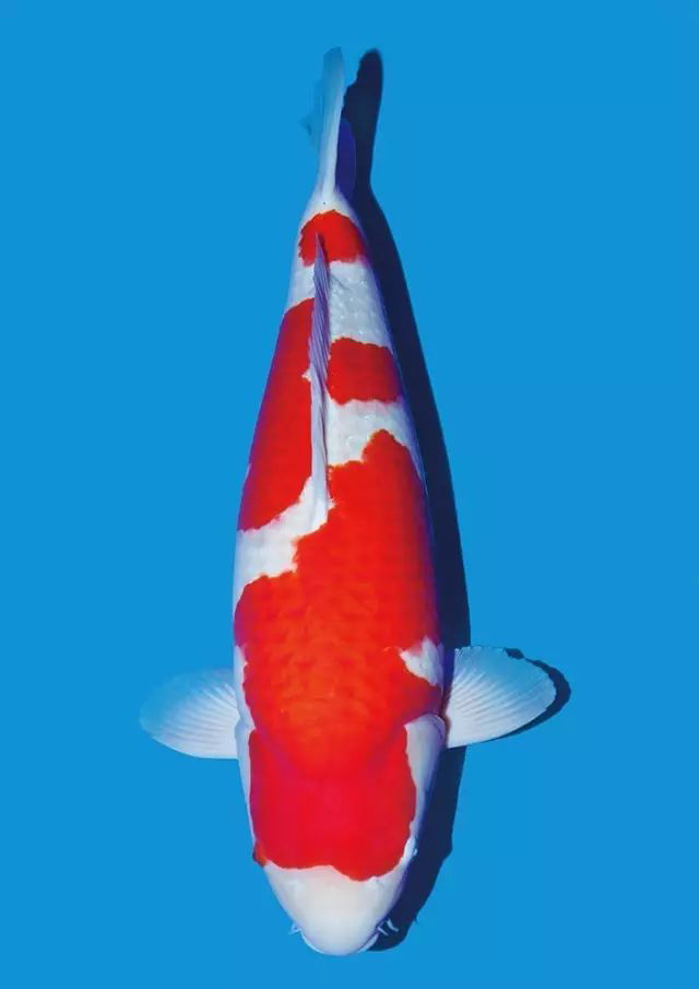 锦鲤沉底不吃食什么原因,锦鲤快速游动又蹭缸怎么回事