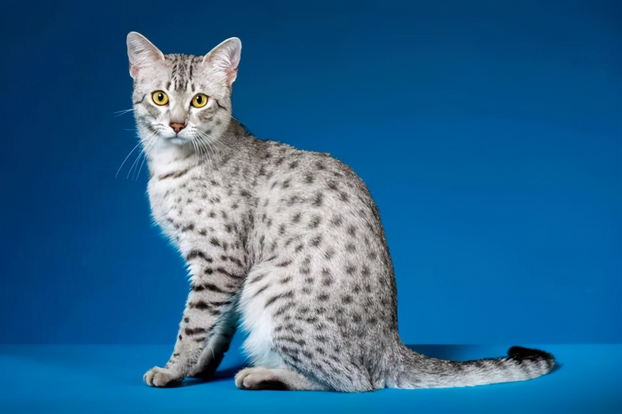 养猫到底哪些需要买哪些不必买,新手养猫适合养哪种钱少