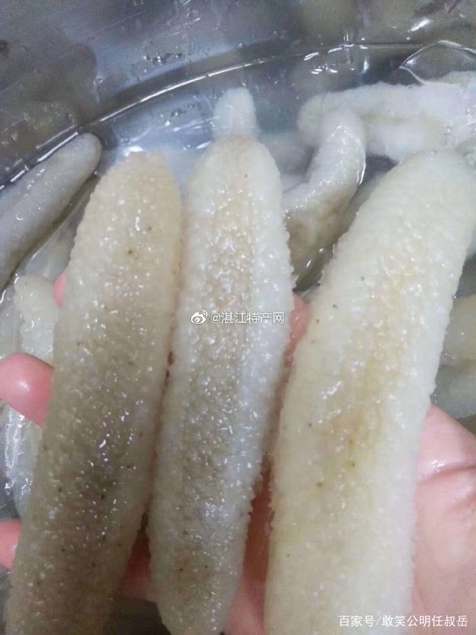 山东威海的特产海参,海参被称为什么之王