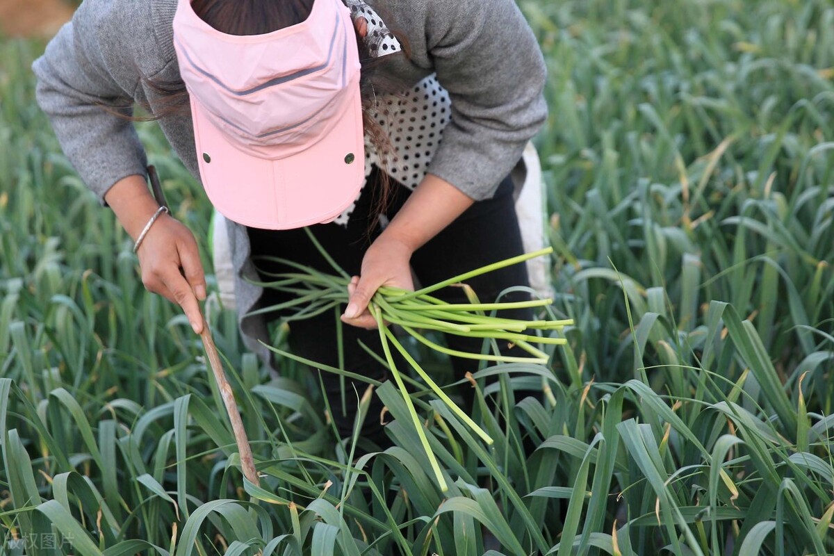 蒜苔价格今日行情卖蒜苔赚钱吗,蒜苔行情一下下滑几毛钱怎么回事