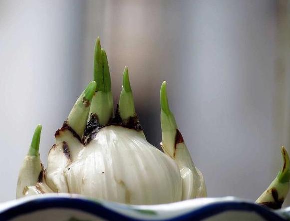 水仙花该怎么养？买回的种球跟着4步走，秋天种植冬天开花