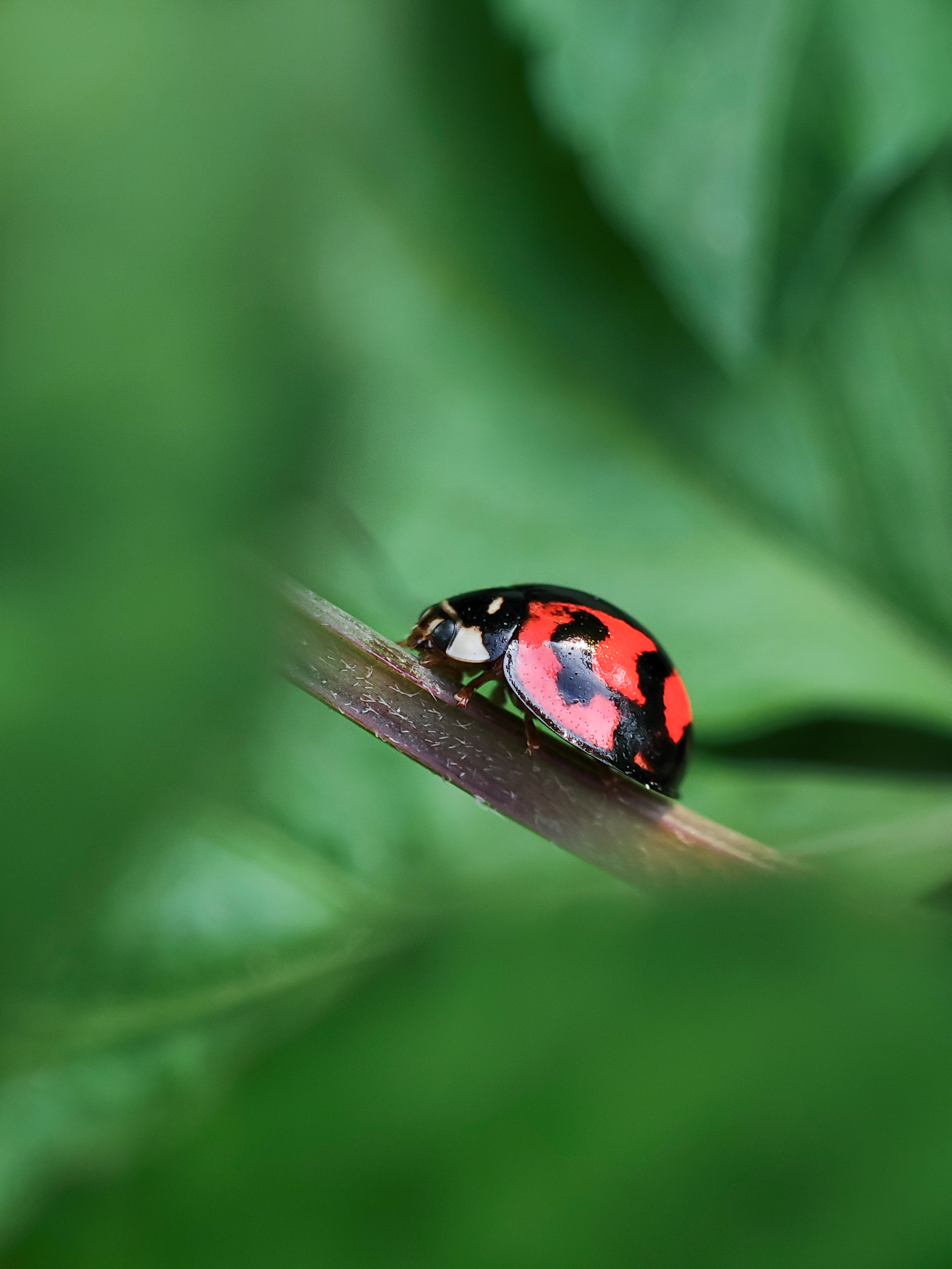 情志相胜法的原理,中医心理疗法