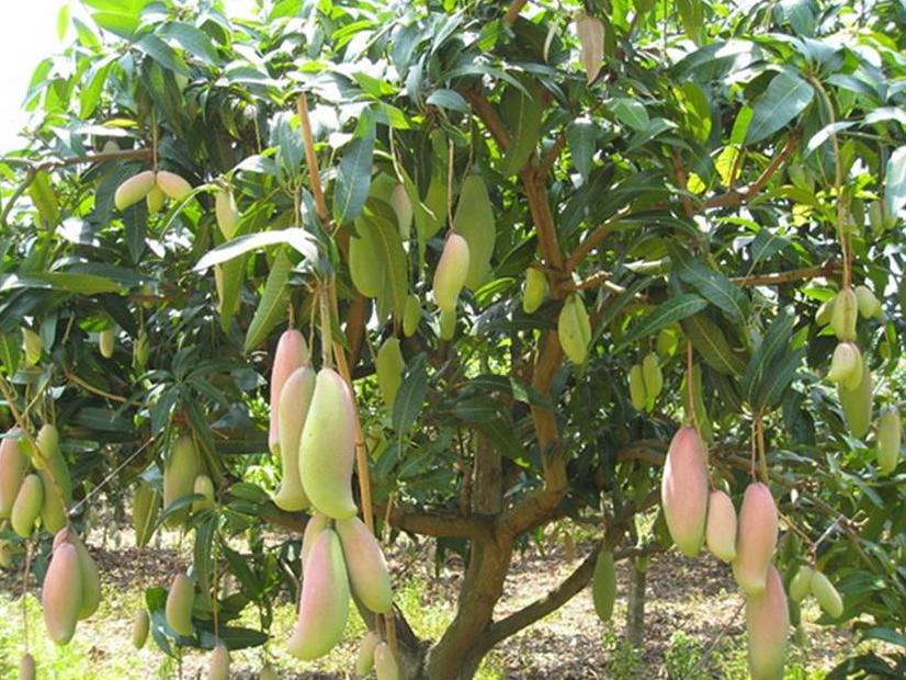 百种味道的果子,百种果实图片