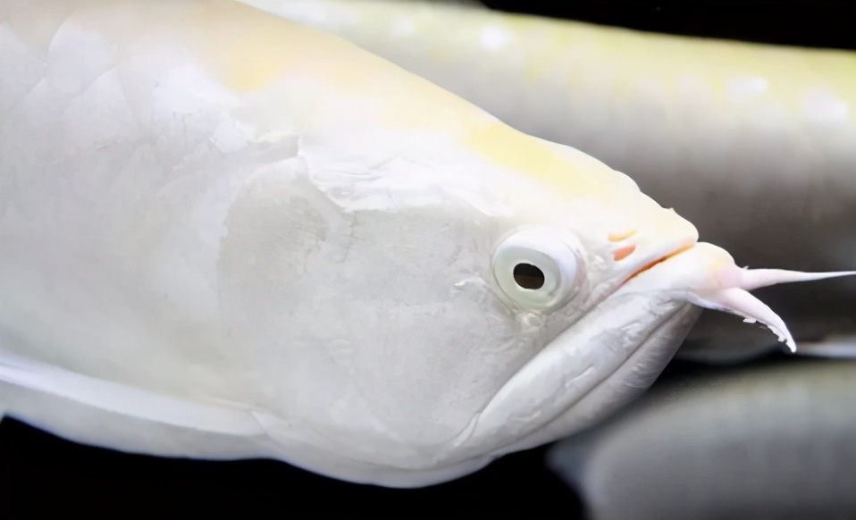 龙鱼疾病治疗视频,龙鱼常见病100种