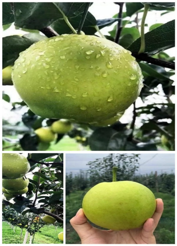 多肉哥农庄日记第21篇：培训结束，收获满满。