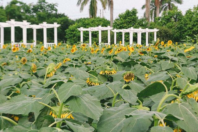 广州南沙百万葵园,广州百万葵园景点图片大全